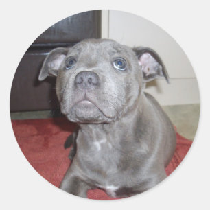 Sooky Blue Staffordshire Bull Terrier Puppy, Classic Round Sticker