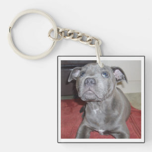Sooky Blue Staffordshire Bull Terrier Puppy, Key Ring