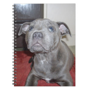 Sooky Blue Staffordshire Bull Terrier Puppy, Notebook