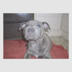 Sooky Blue Staffordshire Bull Terrier Puppy, Tissue Paper