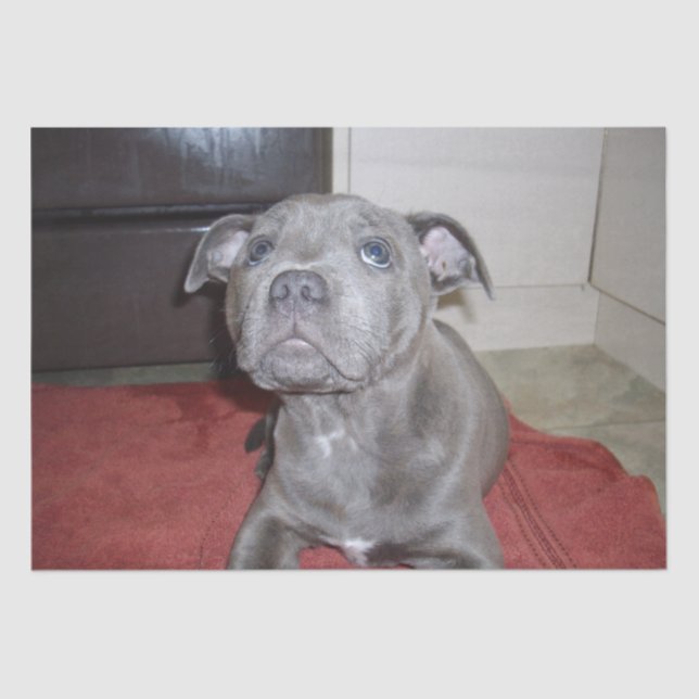 Sooky Blue Staffordshire Bull Terrier Puppy, Tissue Paper (Front)