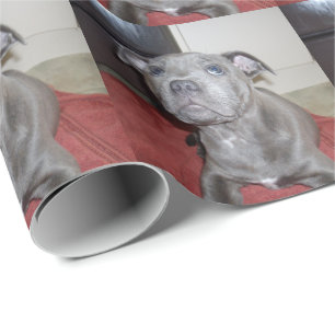 Sooky Blue Staffordshire Bull Terrier Puppy, Wrapping Paper