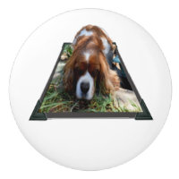 Sooky Face Cavalier Spaniel Popout Art,