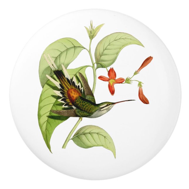 Sooty Capped Hermit Hummingbird Ceramic Knob (Front)