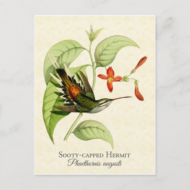 Sooty Capped Hermit Hummingbird Vintage Art Postcard (Front)