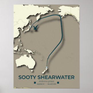 Sooty Shearwater Migration Map – Minimalist Poster