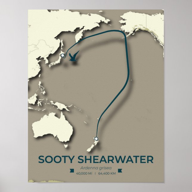 Sooty Shearwater Migration Map – Minimalist Poster (Front)