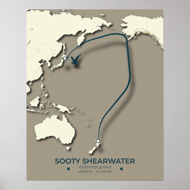 Sooty Shearwater Migration Map – Minimalist Poster (Front)