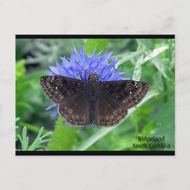 Sootywing on Cornflower Postcard (Front)