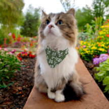 Sophisticated Shamrocks Cat or Dog