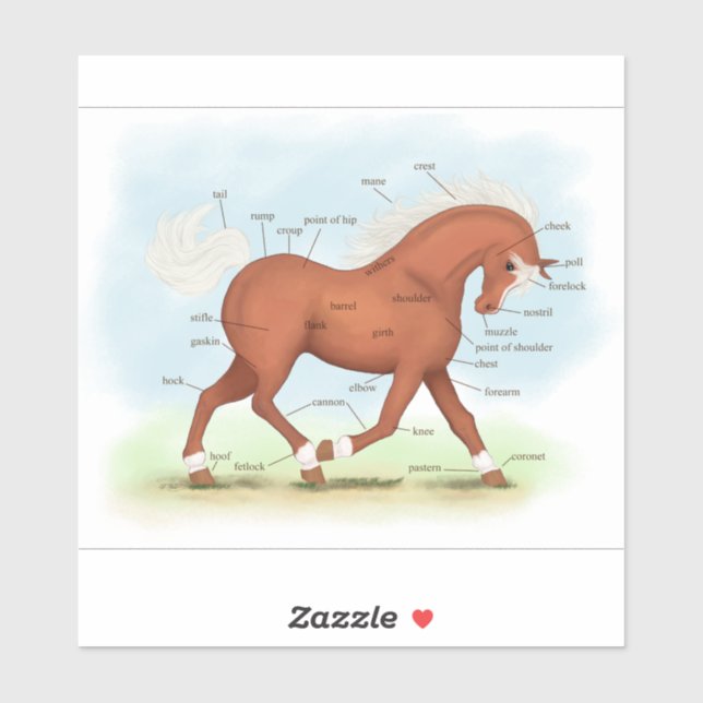 Sorrel Horse With Blaze Pony Equine Anatomy Chart (Sheet)