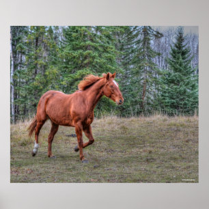Sorrel Leader Mare Horse-lovers Equine Photo Poster