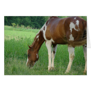 Sorrel Tobiano Paint Mare
