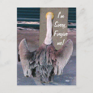 Sorry_ Postcard