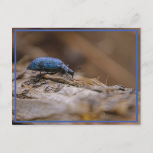 Sorry to BUG you ! Postcard