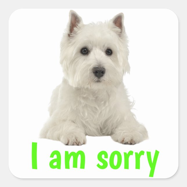 Sorry  West Highland Terrier  Puppy Dog Square Sticker (Front)