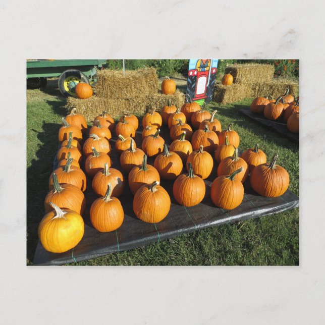 Sorted Pumpkins Postcard (Front)
