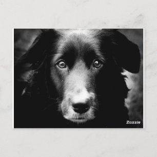 Soul Eyes Postcard