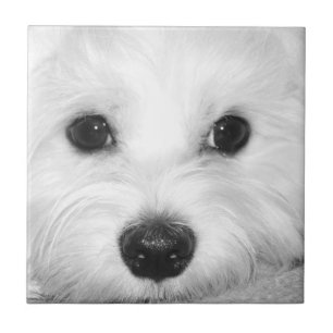 Soulful Gaze Maltese Dog’s Endearing Eyes Ceramic Tile