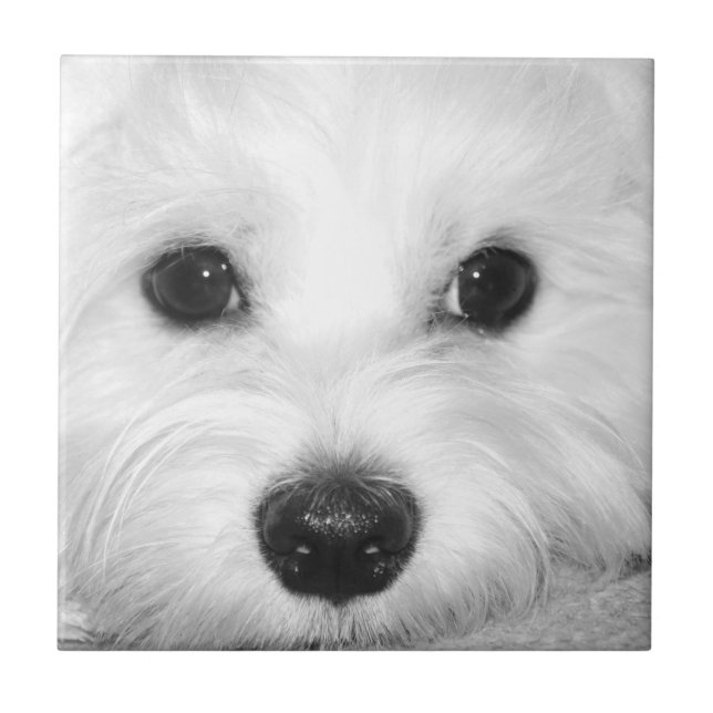 Soulful Gaze Maltese Dog’s Endearing Eyes Ceramic Tile (Front)