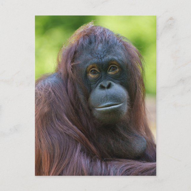 Soulful Orangutan Portrait Postcard (Front)