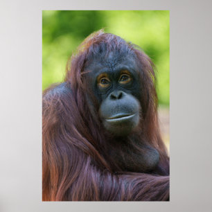 Soulful Orangutan Portrait Poster
