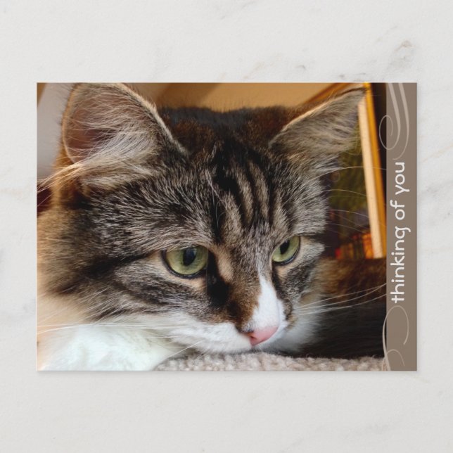 Soulful Siberian Thinking of You Postcard (Front)