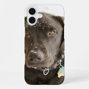 Soulful Snow Sprinkled Chocolate Labrador iPhone Case