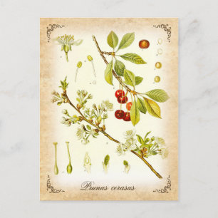 Sour Cherry plant - vintage illustration Postcard