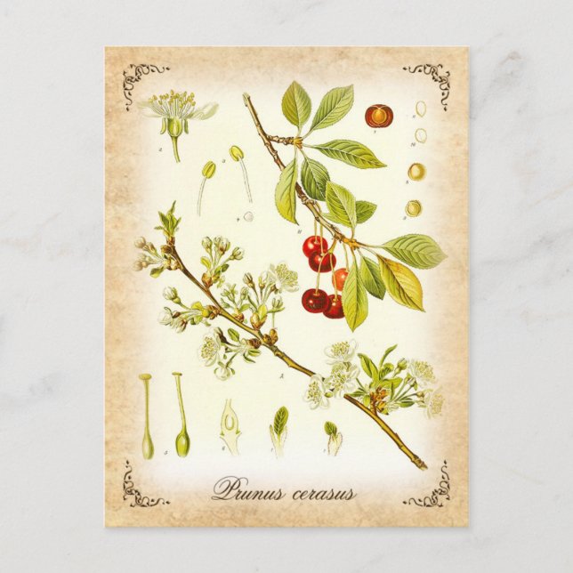 Sour Cherry plant - vintage illustration Postcard (Front)