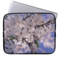 Sour Cherry Tree Blue Sky
