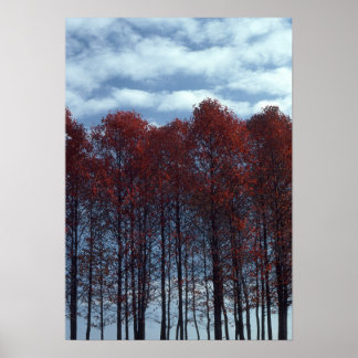 Sourwood Trees Picture Poster