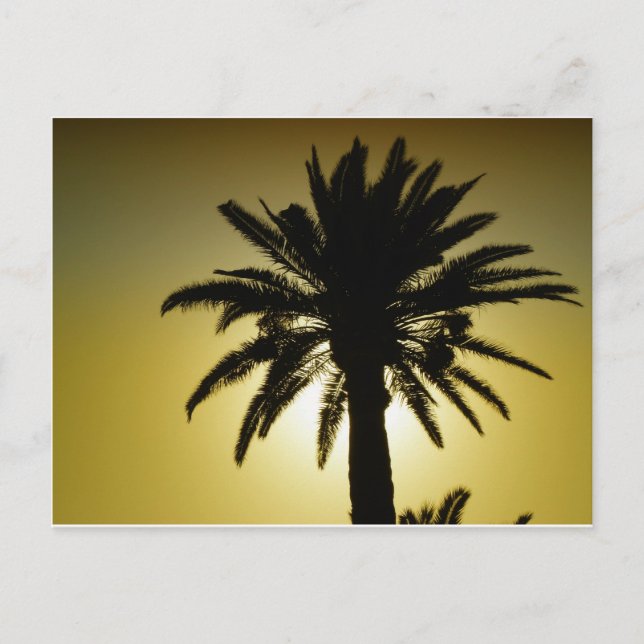 Sous les palmiers postcard (Front)