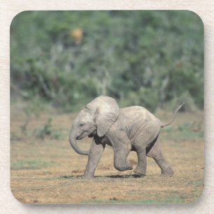 South Africa, Addo Elephant Nat'l Park. Baby Coaster