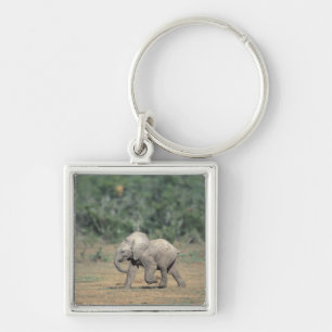 South Africa, Addo Elephant Nat'l Park. Baby Key Ring