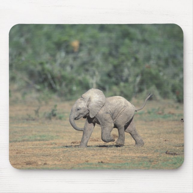 South Africa, Addo Elephant Nat'l Park. Baby Mouse Pad (Front)