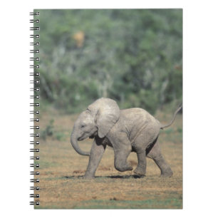 South Africa, Addo Elephant Nat'l Park. Baby Notebook