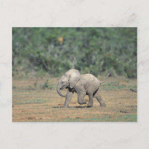 South Africa, Addo Elephant Nat'l Park. Baby Postcard