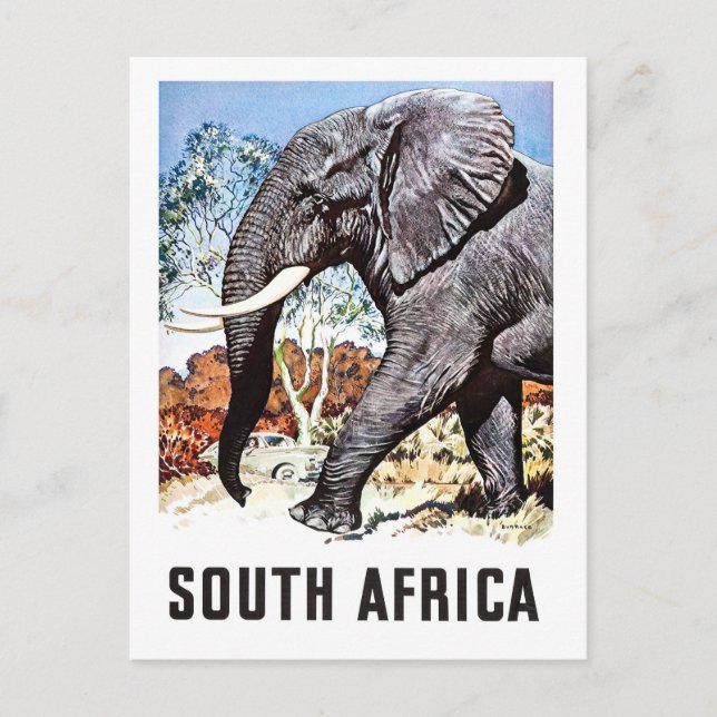 South Africa, big elephant,vintage travel postcard (Front)
