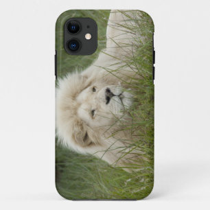 South Africa, East London, Inkwenkwezi Private iPhone 11 Case
