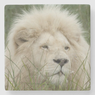 South Africa, East London, Inkwenkwezi Private Stone Coaster