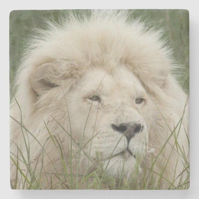 South Africa, East London, Inkwenkwezi Private Stone Coaster (Front)