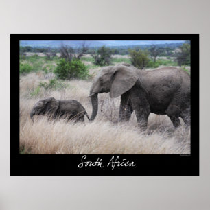 South Africa Elephants Poster
