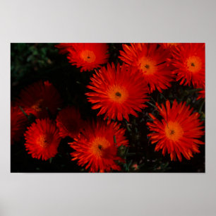 South Africa Green Orange Succulent Flowers Poster