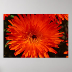 South Africa Green Orange Succulent Flowers Poster