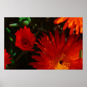 South Africa Green Orange Succulent Flowers Poster
