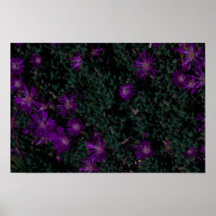 South Africa Green Purple Succulent Flowers Poster