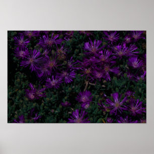 South Africa Green Purple Succulent Flowers Poster