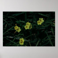 South Africa Green Yellow Indigenous Flowers