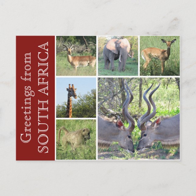 south africa greetings postcard (Front)